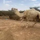 بعير رماني للبيع