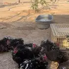 ديوك كوشن