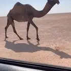 للبيع لقحه صفرا ملاقي