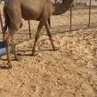 للبيع قعود الكفو