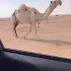 للبيع اعشرا باتليه كفووو