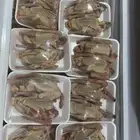 زغليل حمام فرنسي