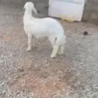 للبيع خروف
