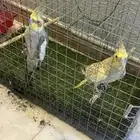 طيور كروان