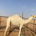 للبيع بكره