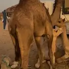 قعود للبيع الحد 5700