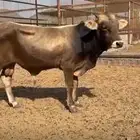 ثور الماني فاخر