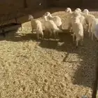 ذبح وتوصيل