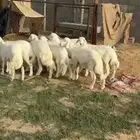طليان بريه