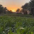ابي مزرعه مساحتها 80 الف ب السسر