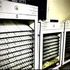 فقاسات الياسريه