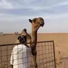 بكره مفرودة دبيانية الموقع الزلفي