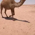 للبيع شعلا لقحه كفوو
