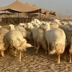 غنم حرش كفو