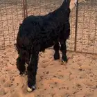 خروف نجدي مشروع فجل