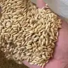 بذر شعير سداسي