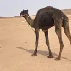 رحول ابل للبيع