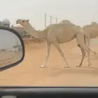 ضروبه عجم كفو