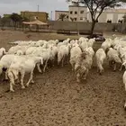 غنم متابيع ودفيع