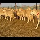 غنم حرية جروم صنف