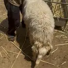 فحل ضان مشروط