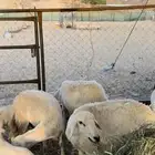 للبيع رخال وليد صنف الصنف