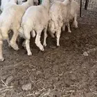 طليان مراح واحد