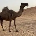 لقحه طيبه مقرب