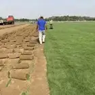 نجيله C2000 صافي