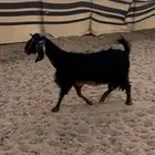 لبيع عنز