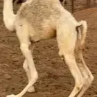 بكرة قصب للبيع