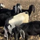 لبيع معزا العدد ثمان اسن وحده رباع وحده جذعه الباقي ثنوات
