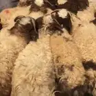 ذبايح بريه عرعر