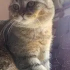 قط الكوتش