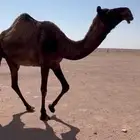 للبيع لقحه ملاقي