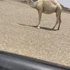 الناقه الطيبه سليمة العذاريب عشرت وخذة ثلاث اشهر وكسرة