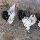 دجاج براهما كولومبي كونك