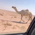 للبيع لقحه ملاقي كفووو