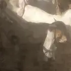 تيوس طيبه.