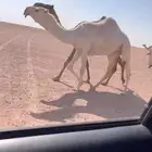 للبيع بكره لقيه رمانيه