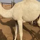 للبيع بكره