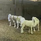 خرفان حريات