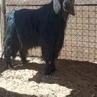 للبيع فحل