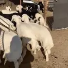 للبيع بهم بري ونضيف تو جاي من البر الموقع سوق الجربوع يوجد