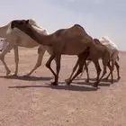 للبيع بكره لقيه صفرا كفوو