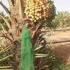 يوجد لدينا جميع انواع النخيل