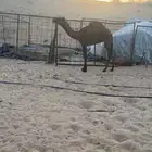 قعود مجمهم كفو كفو