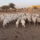 غنم متابيع ودفيع