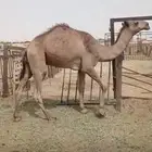 قعود مفرود للبيع الخرج