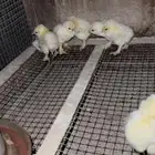 براهما كولومبي كونك صيصان دجاج فراريج